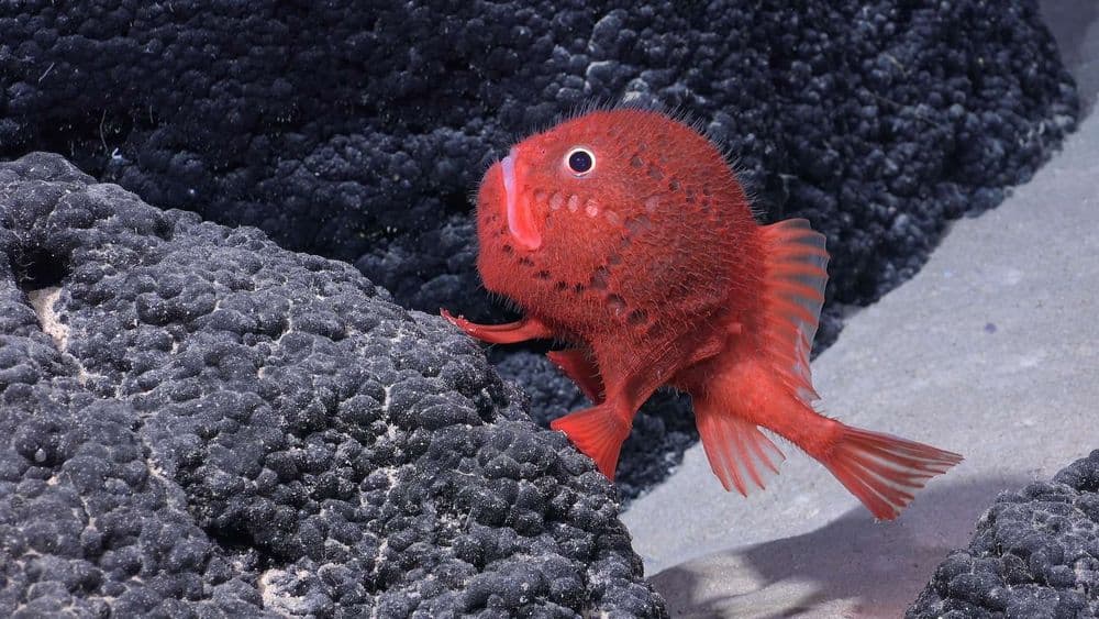 Merveilles des abysses : des dizaines de nouvelles espèces découvertes sur des monts sous-marins inexplorés