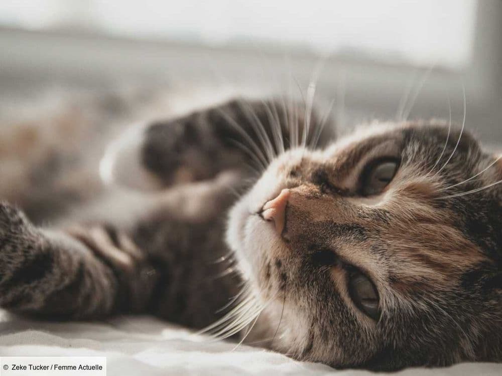 Votre chat refait sa toilette après avoir été caressé ? Voici pourquoi