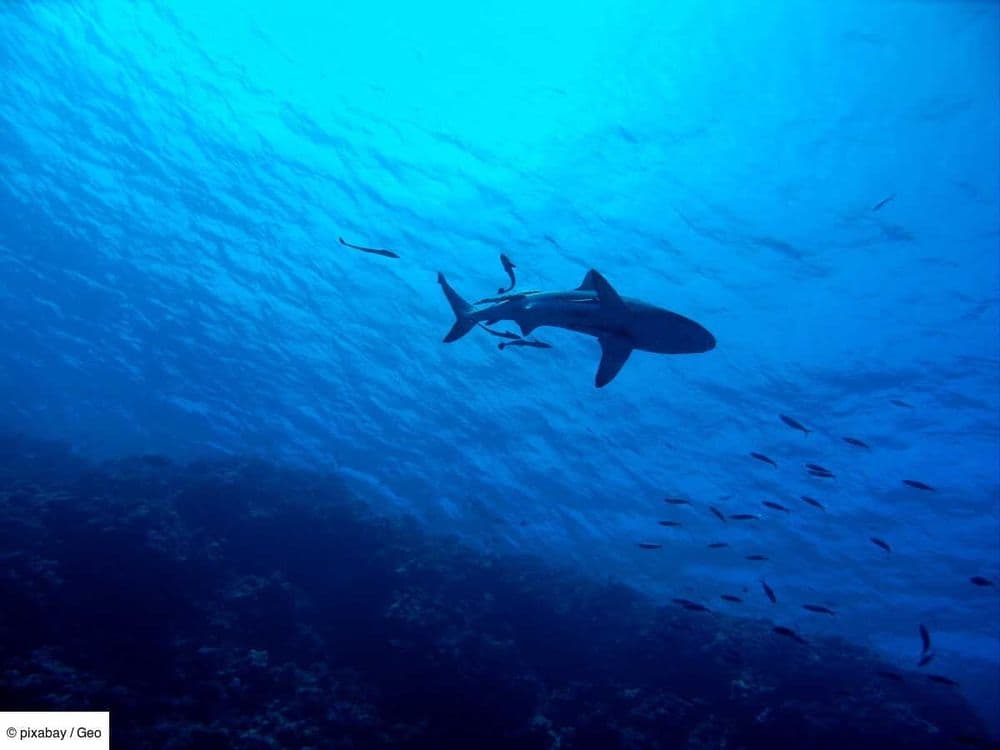 En Australie, un homme tué par un requin dans la Grande Barrière de corail