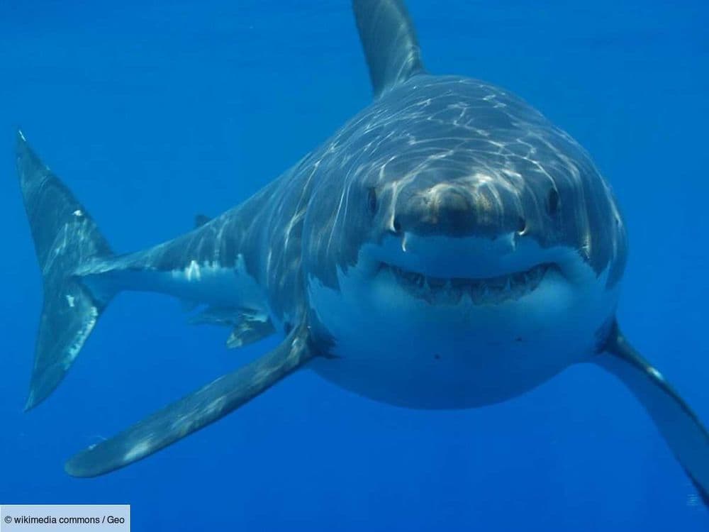 Un requin blanc gigantesque capturé puis relâché intrigue les scientifiques au large des États-Unis