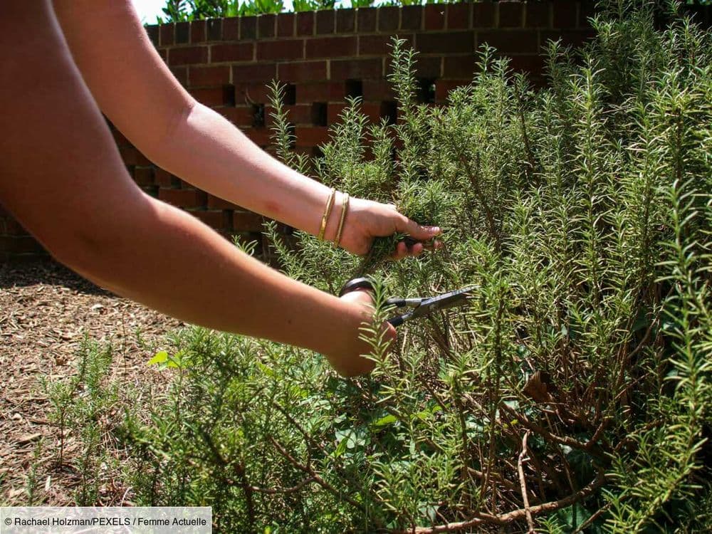 Cueillette des herbes aromatiques : comment les couper pour qu’elles repoussent ?
