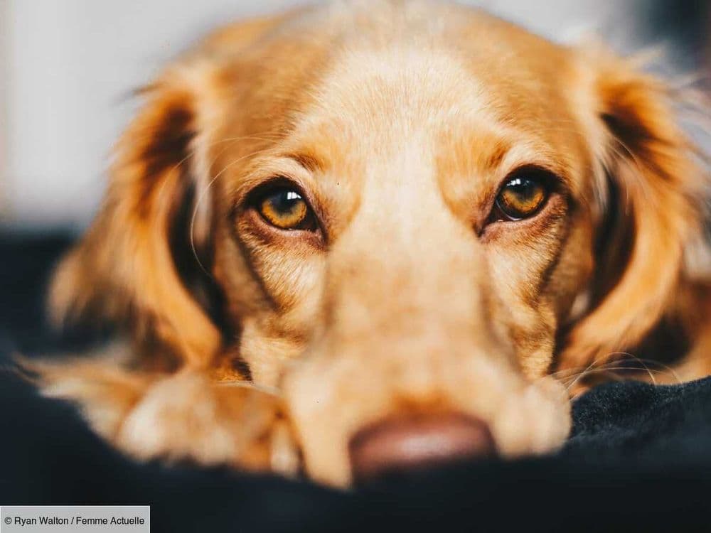 Le Cursinu : découvrez cette race de chien corse primitif