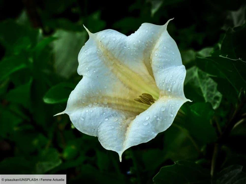 Attention à la datura, cette plante toxique "à hauts risques", d'après l'INRAE
