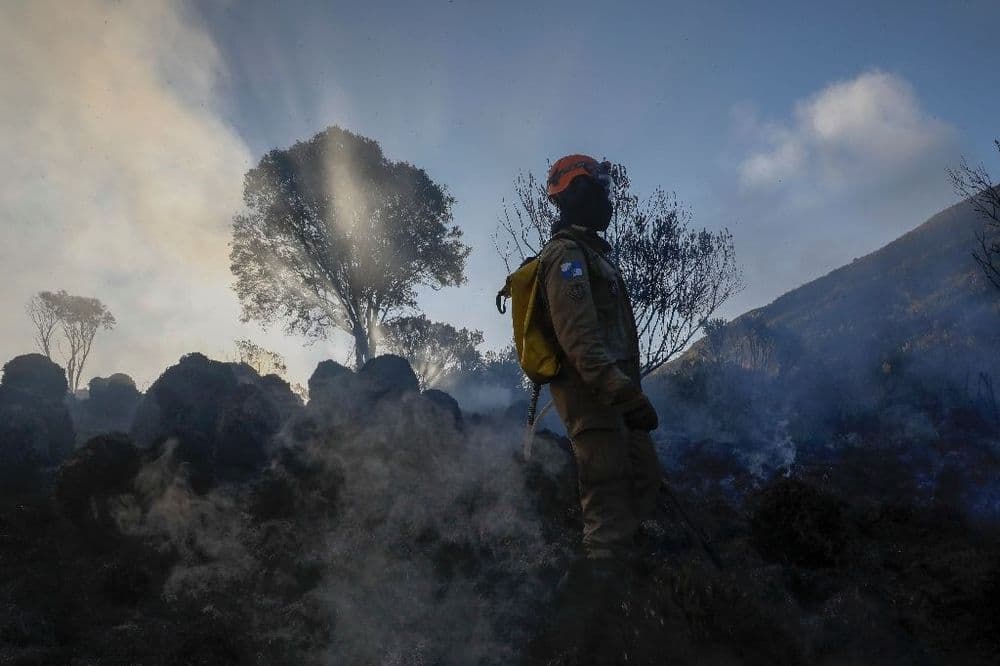 La destruction des forêts tropicales à un niveau record, sous l'effet des incendies