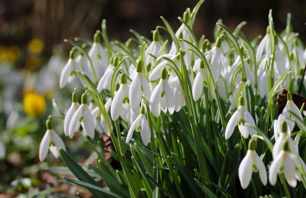 Le perce-neige colonise le jardin en hiver