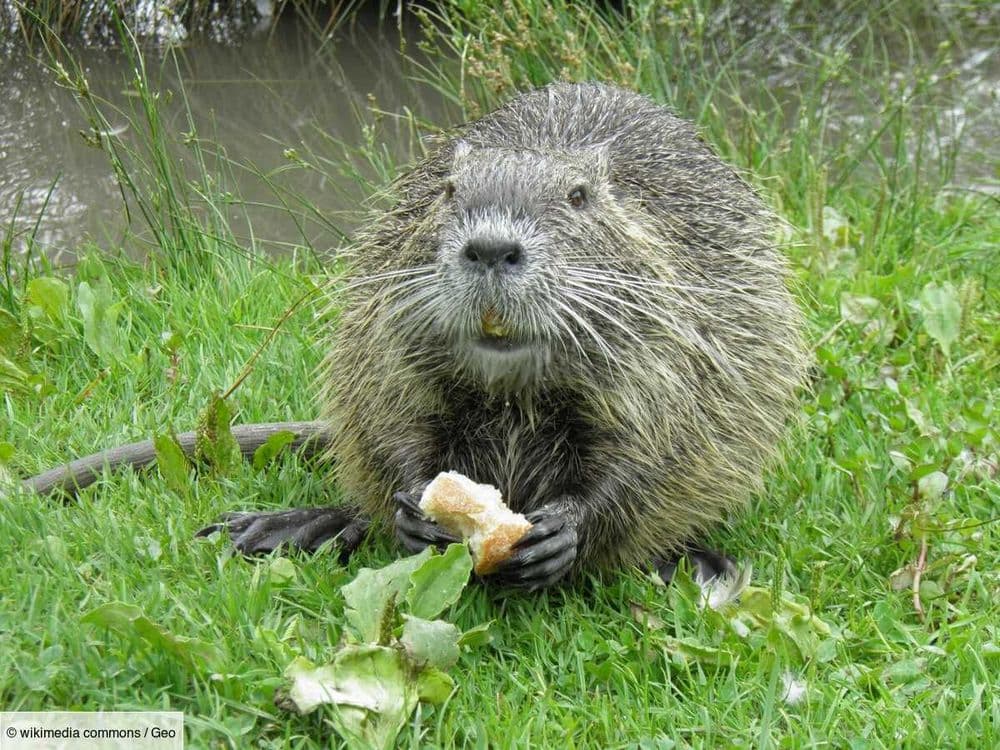 Du ragondin au menu: la stratégie étonnante des États-Unis pour lutter contre une espèce invasive