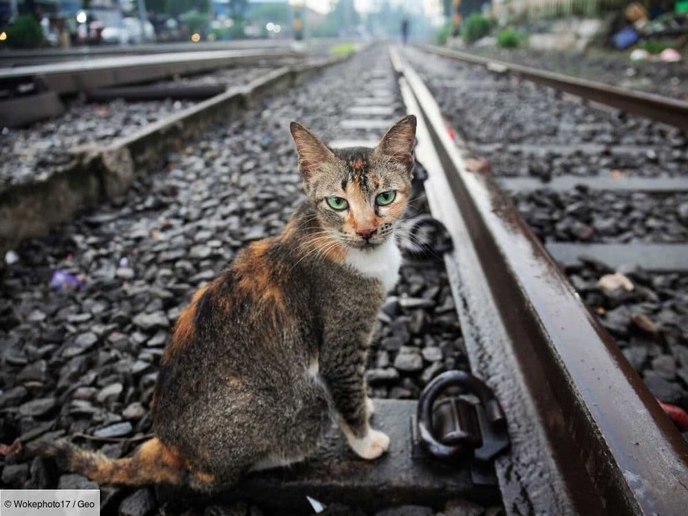 20 minutes pour sauver un animal sur les voies: la SNCF instaure un nouveau protocole strict