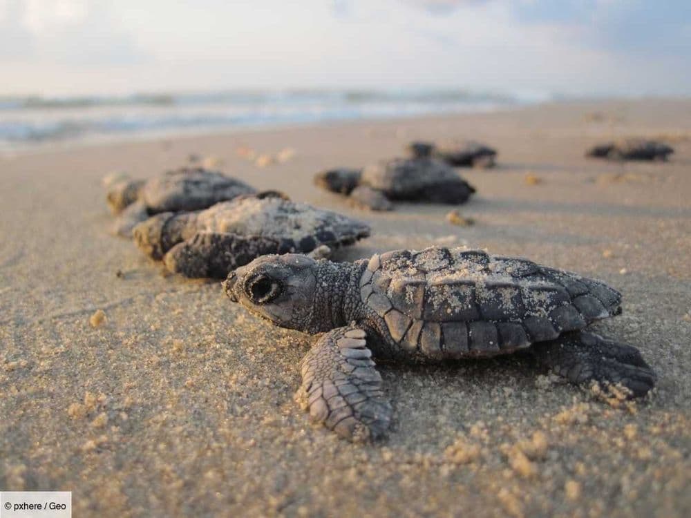 Le mystère des "années perdues" des tortues marines enfin résolu