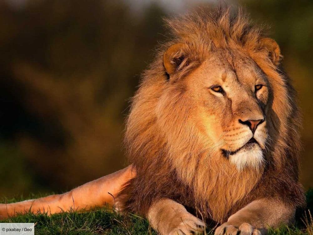 Afrique du Sud : la voiture d'une famille tombe en panne en plein safari au milieu des lions
