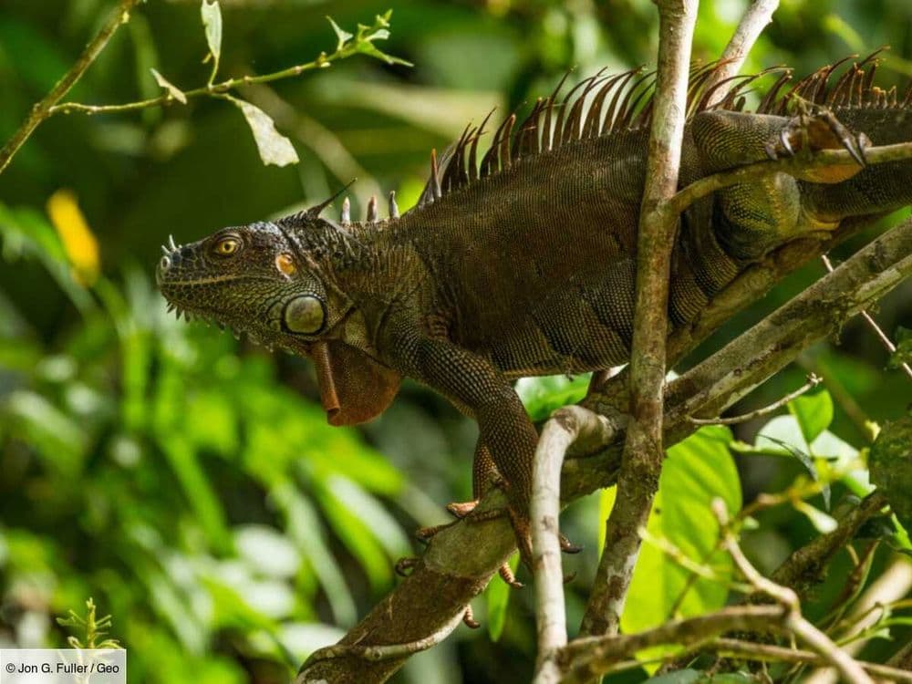 Capturés morts ou vifs: à Taïwan, des iguanes invasifs attirent les chasseurs de primes
