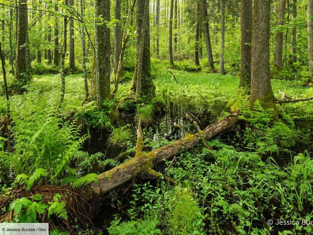 "Dans une forêt primaire, vous changez de monde": 3 questions à l’association Francis Hallé