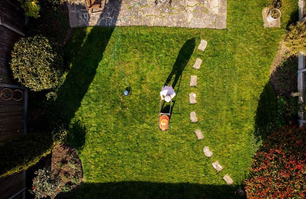 Voici la plante parfaite, ultra résistante et sans entretien pour remplacer la pelouse