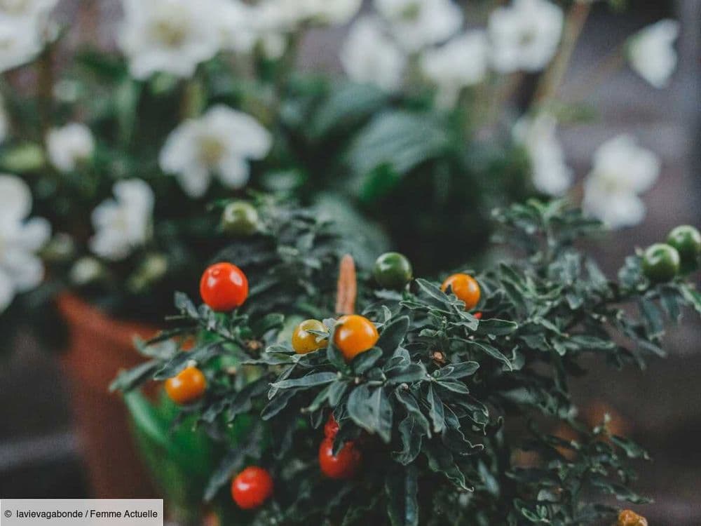 Planter des tomates en pot : les conseils étape par étape d’un jardinier