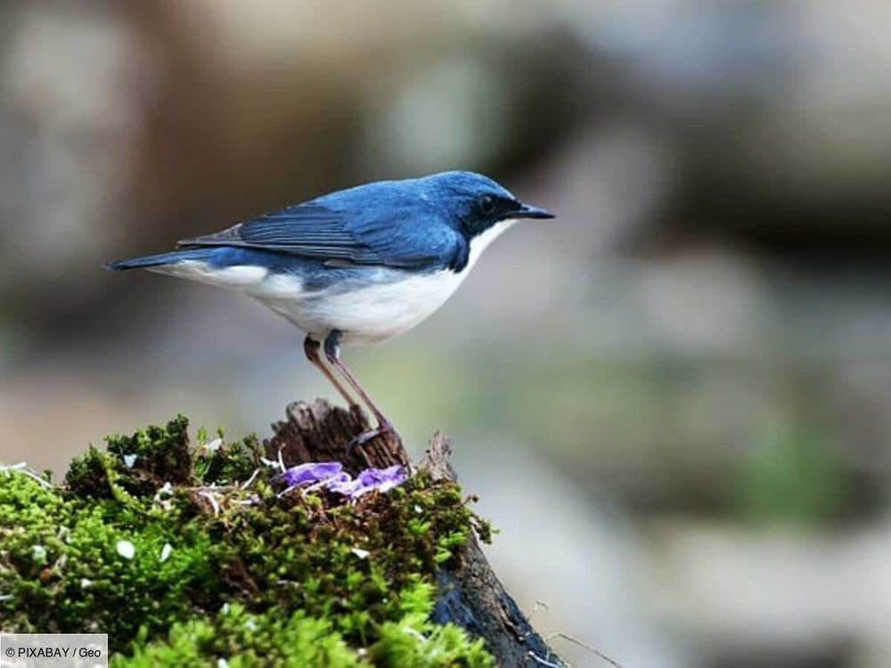 Pourquoi les animaux bleus sont-ils si rares ?