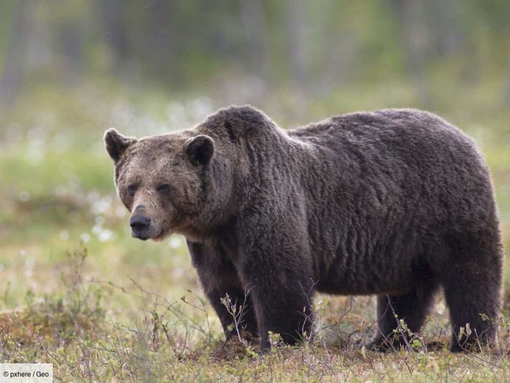 Il y a 13 ans, une rare attaque d'ours secouait l'opinion russe