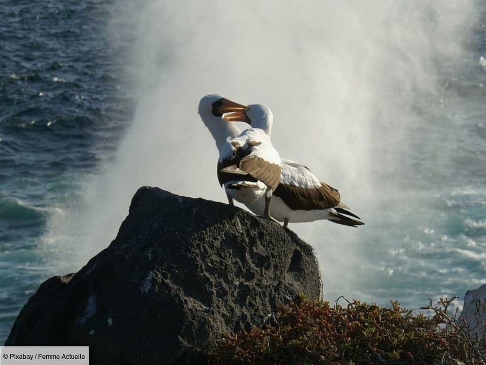 A 74 ans, Wisdom est le plus vieil oiseau sauvage du monde et il vient de pondre un œuf, de quoi épater les scientifiques