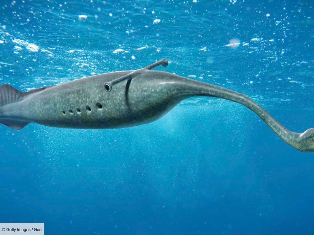 Pourquoi le monstre de Tully est-il un animal inclassable?