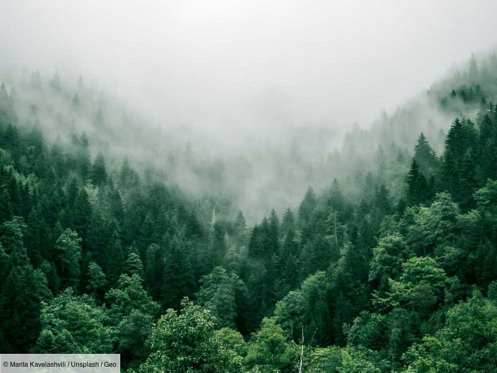 Déforestation et perte de forêt : les pays qui font mieux, et ceux où cela s'aggrave