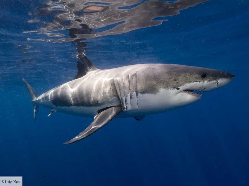 Une femelle requin géante a été retrouvée morte sur une ligne anti-requins en Australie, elle était gestante