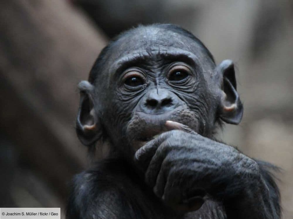 Une incroyable découverte: les bonobos seraient capables de déceler l'ignorance des humains