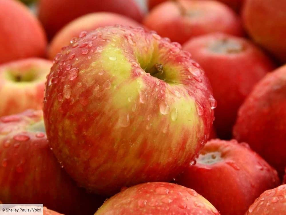 Flan aux pommes sans sucre : pour conclure le repas en douceur, ce dessert est idéal