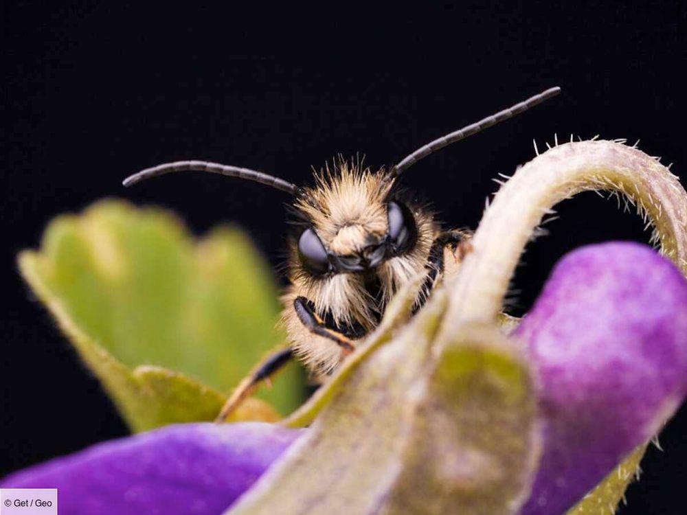 Qui est l’osmie, cette abeille maçonne qui aime tant nos fenêtres ?