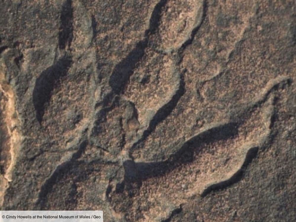 Une nouvelle étude fait la lumière sur l’histoire des "dragons" gallois, les dinosaures du pays de Galles