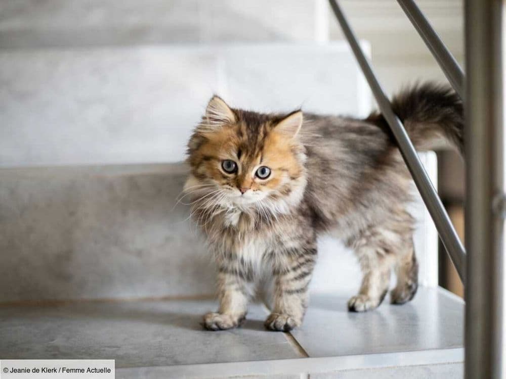 Le Chinchilla, un chat au pelage majestueux