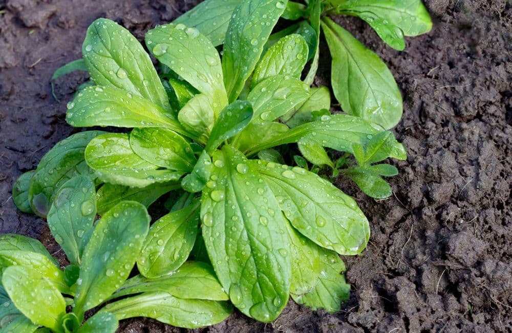 La mâche, la salade star de fin d’année