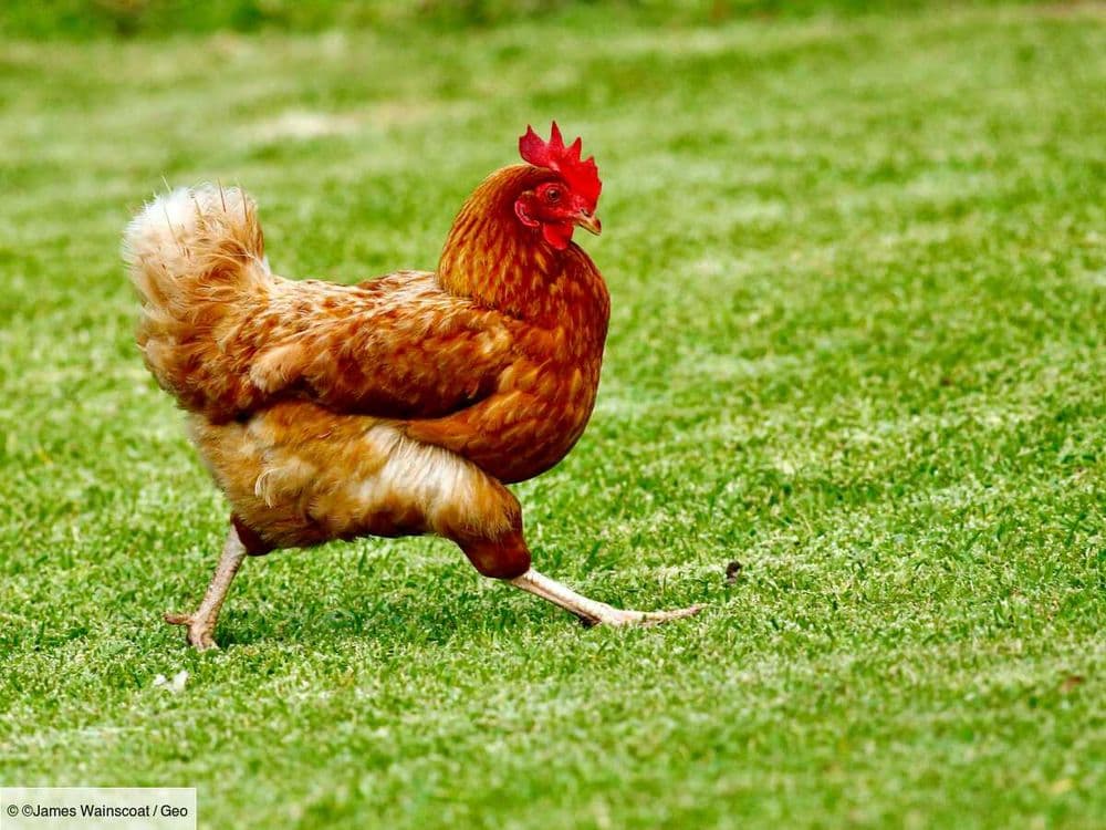 Les poules rougissent quand elles sont émues