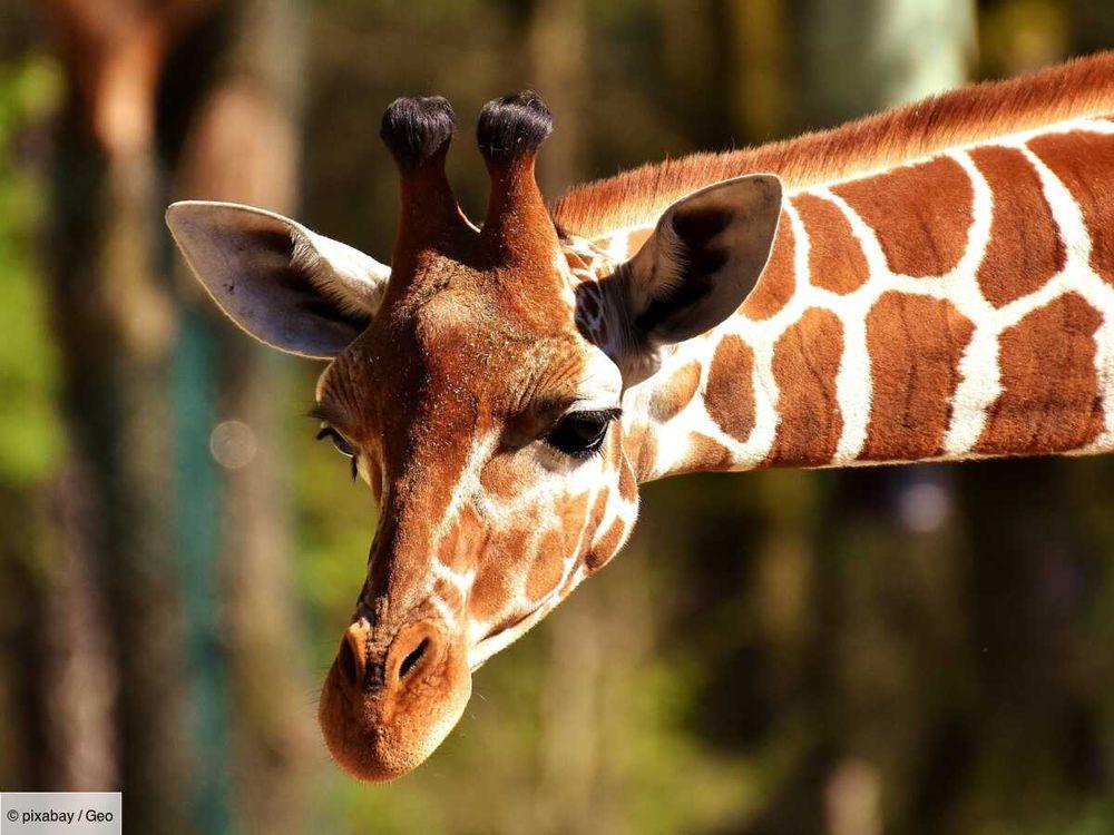 "Mon cœur s'est arrêté" : en plein safari, une girafe arrache une fillette de la voiture familiale