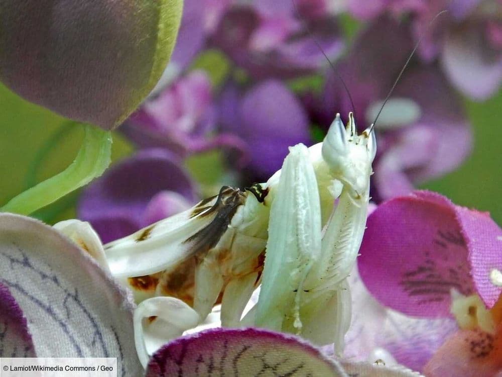 La mante orchidée, l'insecte qui rêvait d'être une fleur