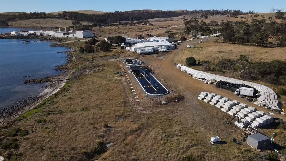 Climat: limiter les rots du bétail grâce à une algue, le pari d'une ferme de Tasmanie