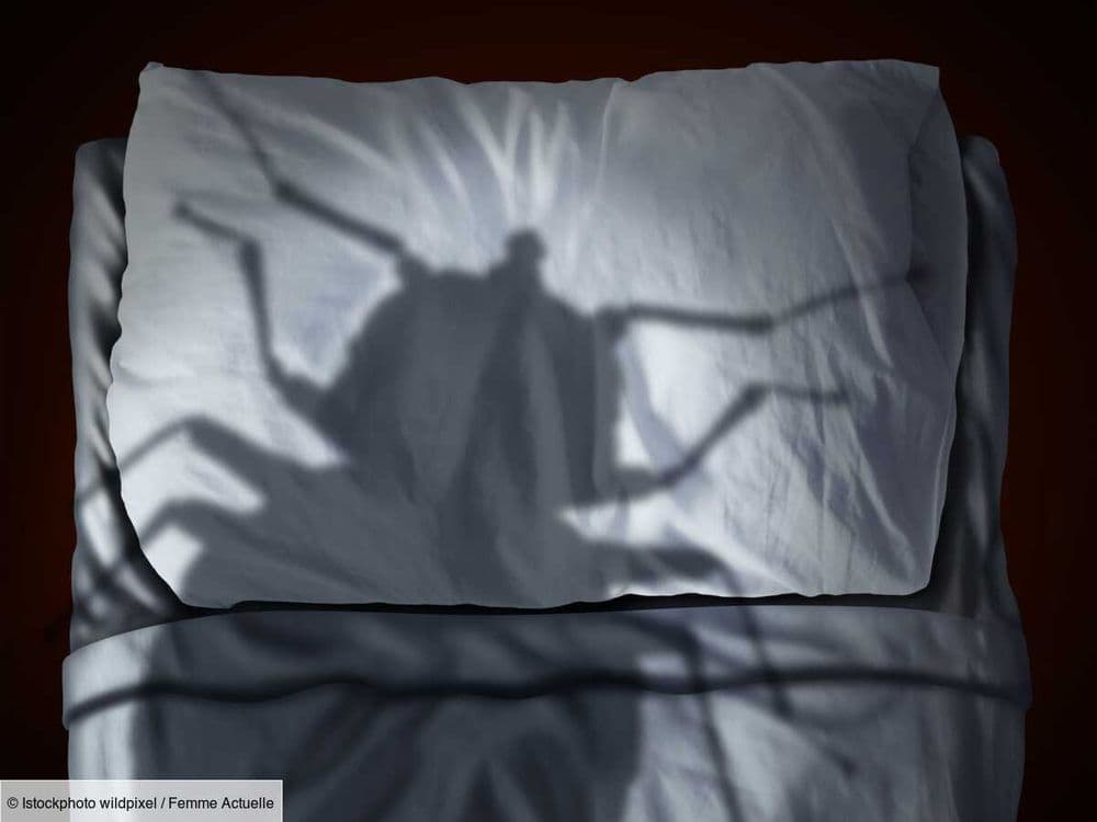Comment trouver le nid des punaises de lit ?