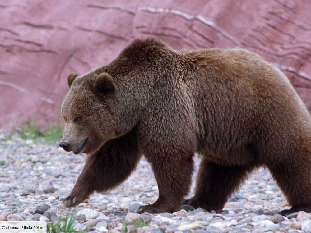L'histoire incroyable de "The Boss", le grizzly qui a survécu à un accident de train, et mangé d'autres ours