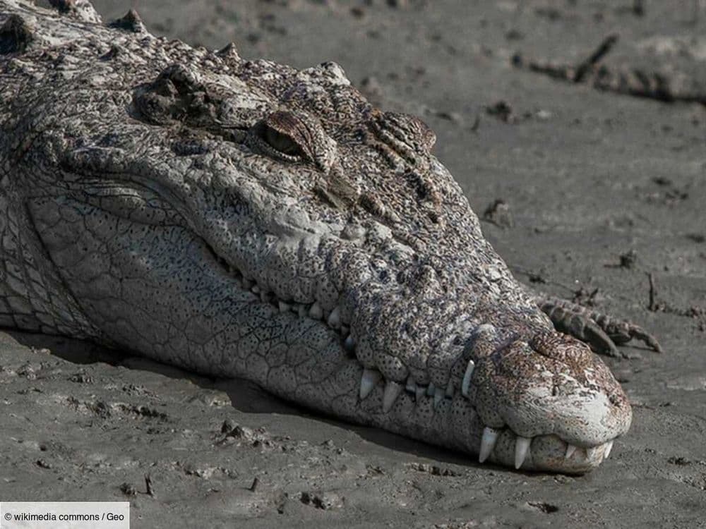Ils dévorent neuf fois plus qu'autrefois: la croissance fulgurante des crocodiles marins en Australie inquiète les experts
