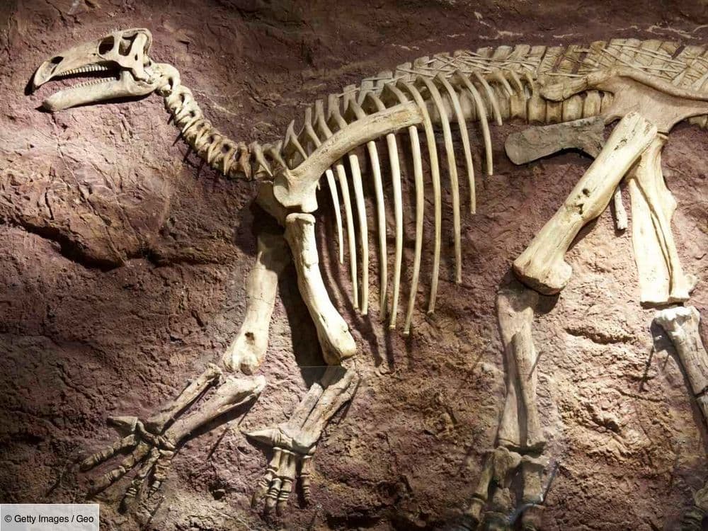 Ce fossile vieux de 237 millions d'années récemment découvert va-t-il permettre d'expliquer l'évolution des dinosaures?