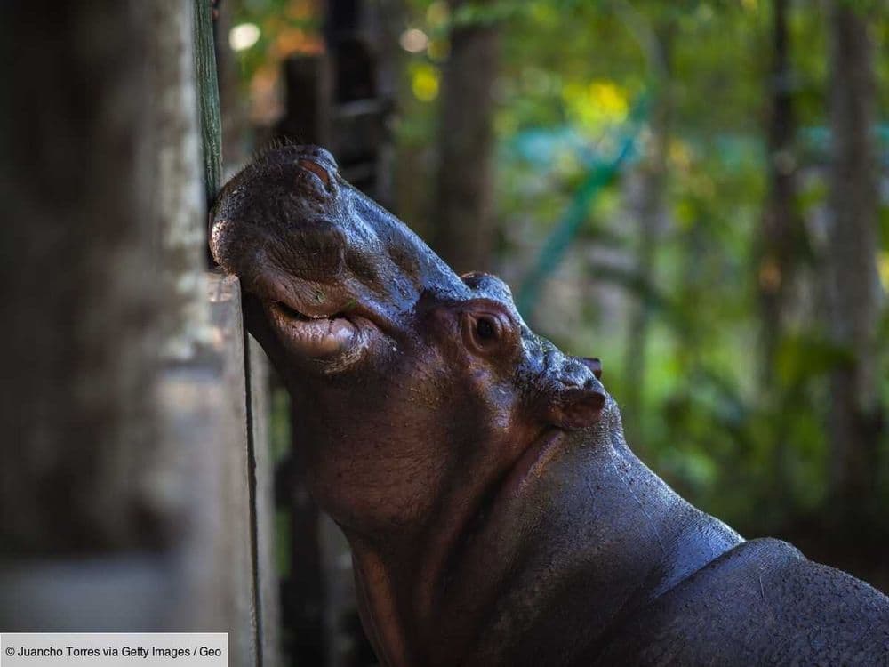 Les hippopotames de Pablo Escobar : une situation bientôt hors de contrôle ?