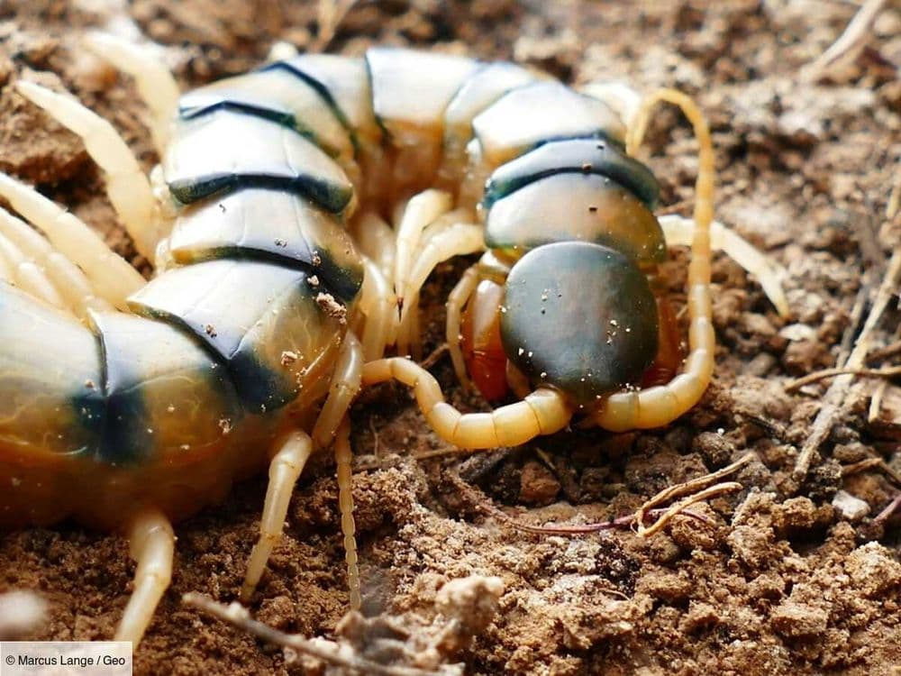 Le poison du mille-pattes géant Scolopendra morsitans : un cocktail létal fascinant, adaptable à tout contexte