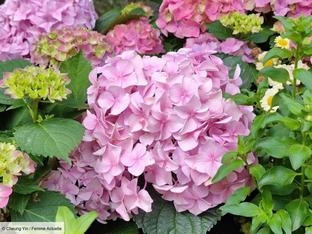 Vous adorez les hortensias ? Cette technique ultra-simple permet de les bouturer à partir des fleurs coupées