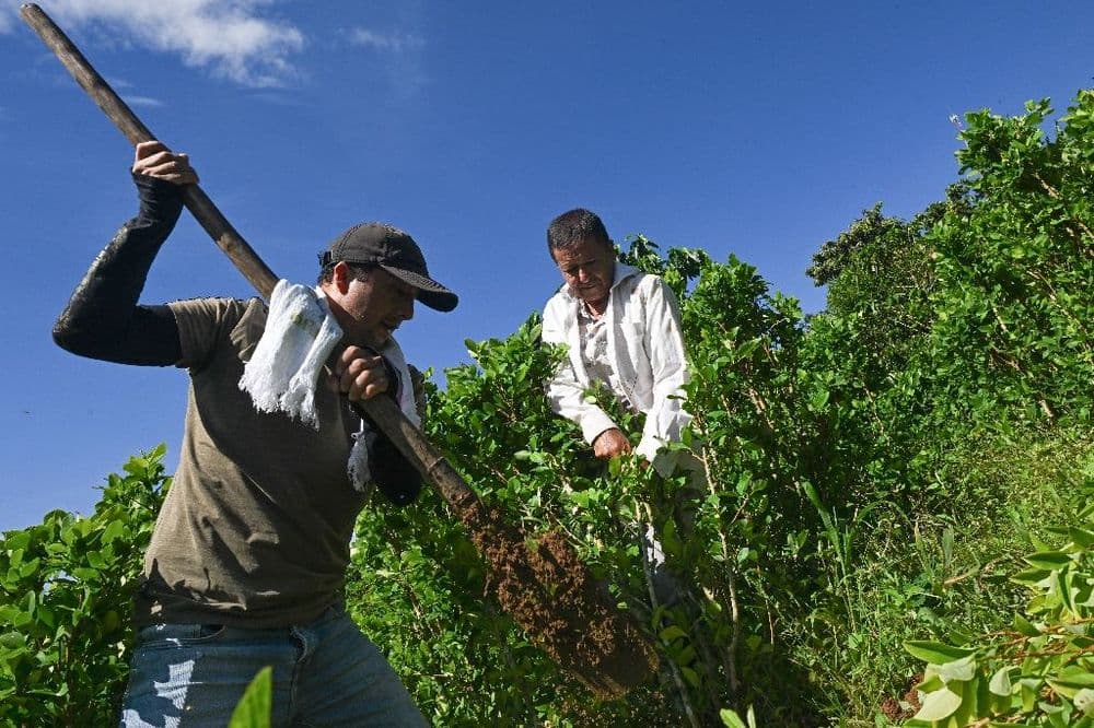 Payer l'arrachage des plants de coca: le pari de la Colombie contre le narcotrafic