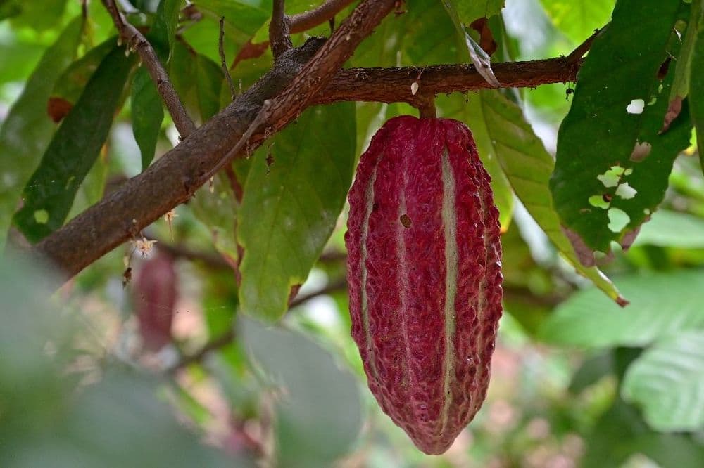 En Equateur, les producteurs de cacao se frottent les mains