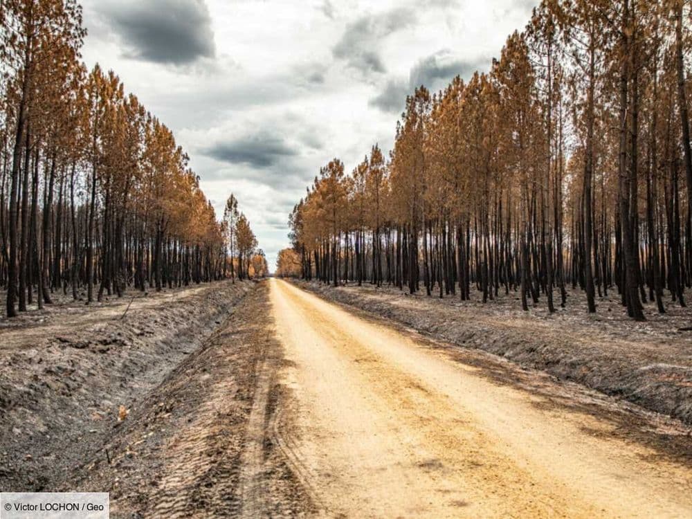 Deux ans après les mégafeux, la nature renaît en Gironde
