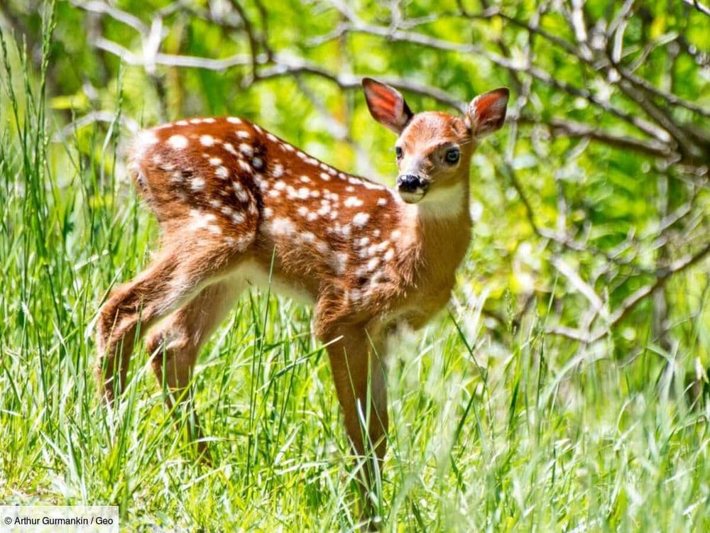 "Bambi" pourquoi le film conté par Mylène Farmer divise