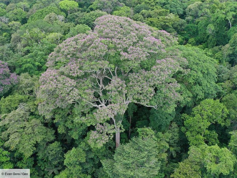 Se faire foudroyer serait littéralement un "cadeau du ciel" pour certains arbres tropicaux