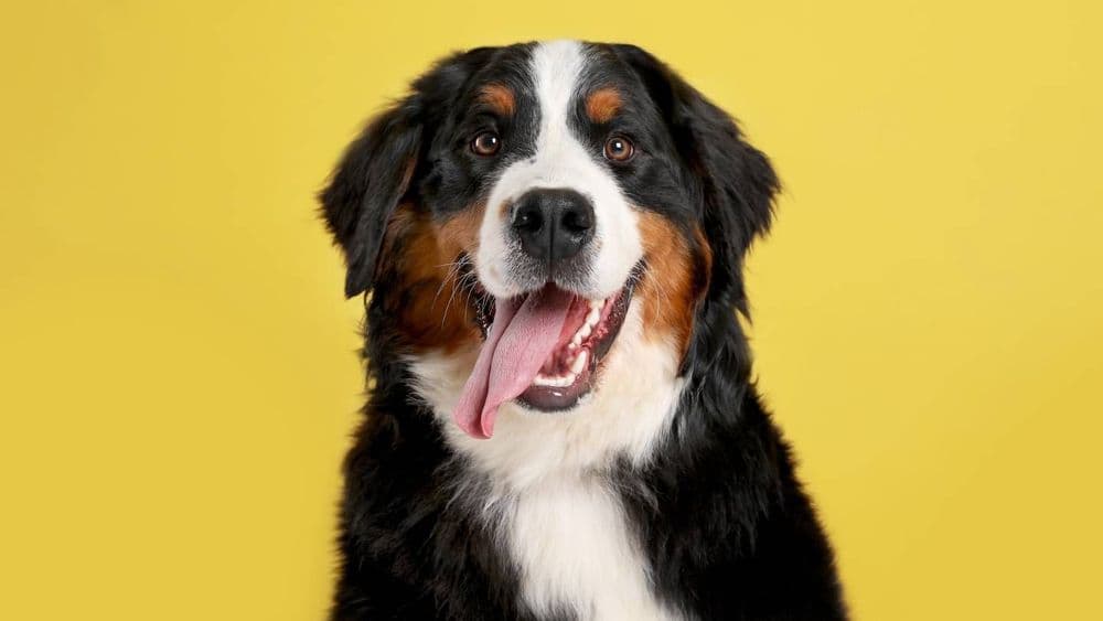 Chien, chat, lapin, furet... Est-ce que ça coûte cher d'assurer son animal de compagnie ?