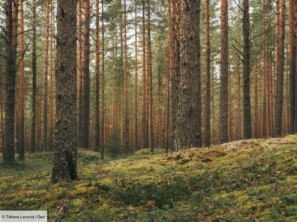 Mic' et Pat', la fascinante histoire d'une survie fraternelle dans la forêt