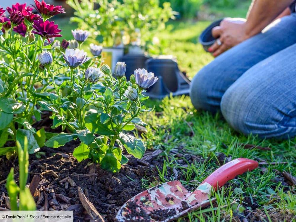 25 plantes vivaces à garder longtemps dans sa jardinière