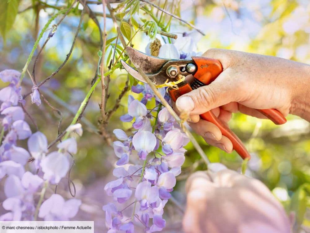 Quand et comment tailler une glycine ?