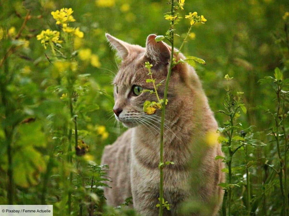 Oreilles coupées, doigts arrachés … Depuis des mois, des dizaines de chats domestiques sont victimes de maltraitances